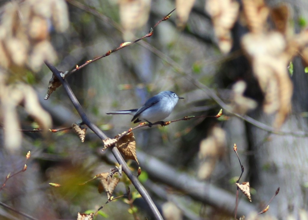 Blue-gray Gnatcatcher
