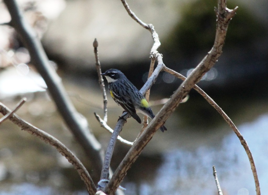Yellow-Rumped Warbler