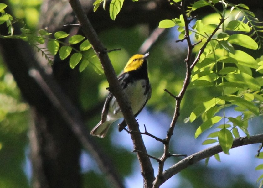 Black-throated Green Warbler