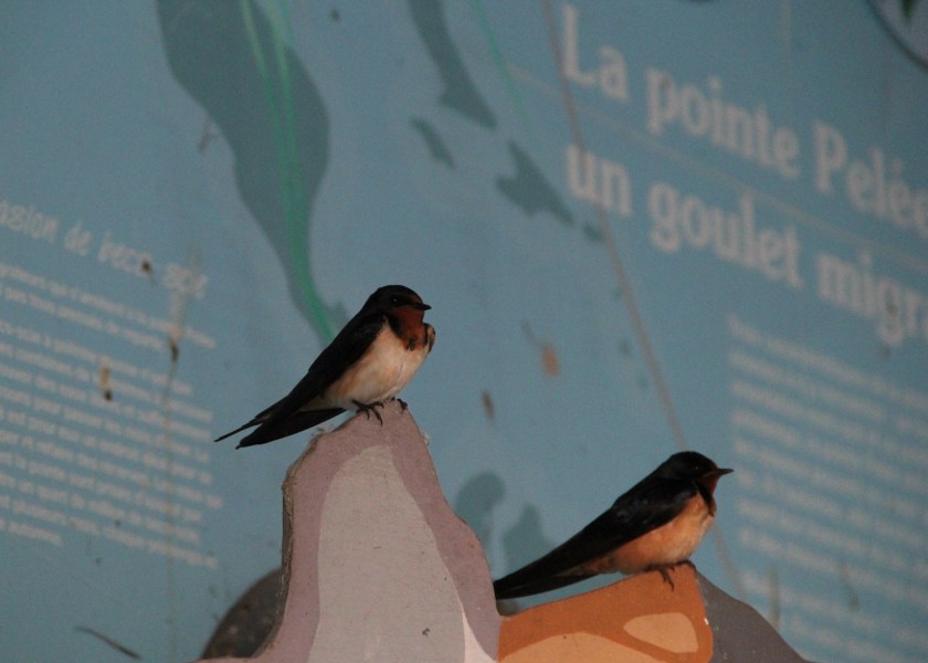 French speaking Barn Swallows