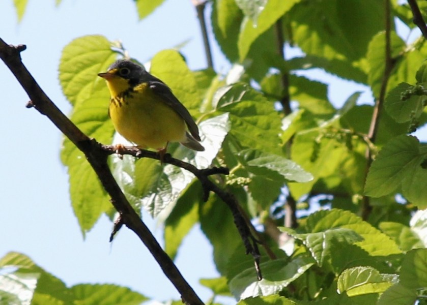 Canada Warbler