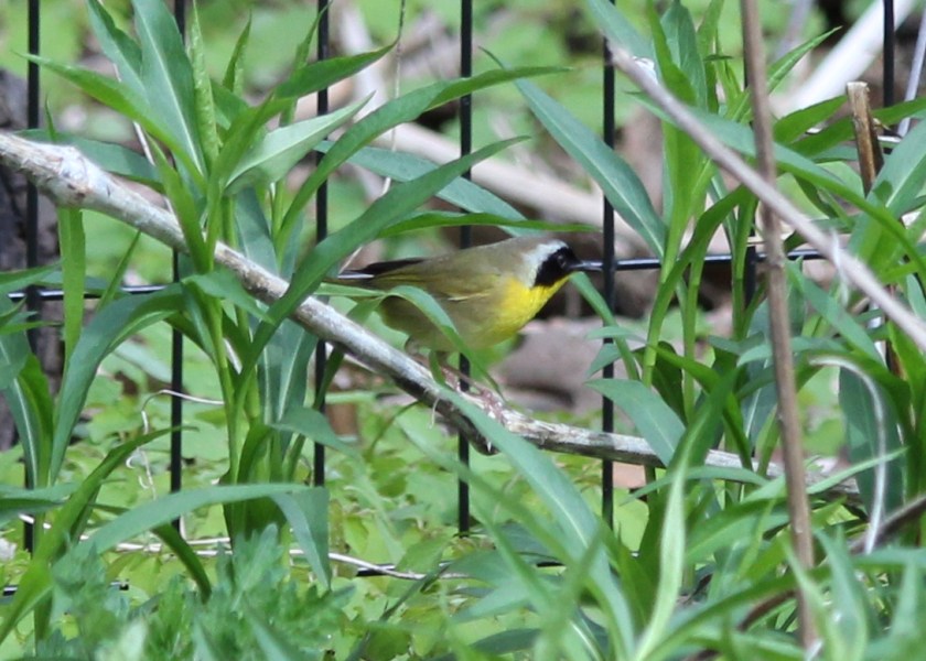 Male Common Yellowthroat at Prospect Park