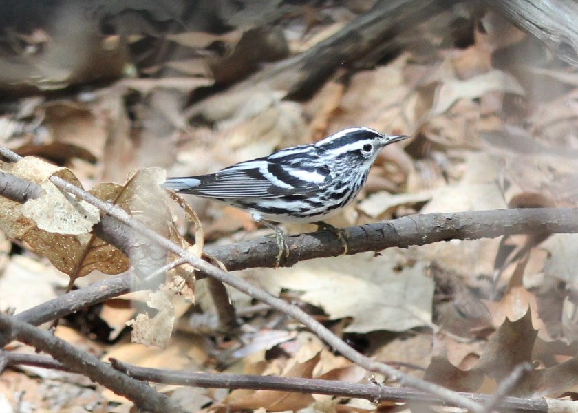 Black and White Warbler