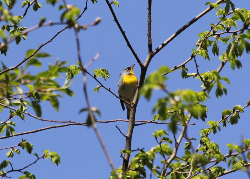 Northern Parula