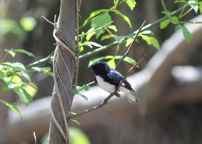 Black-Throated Blue Warbler