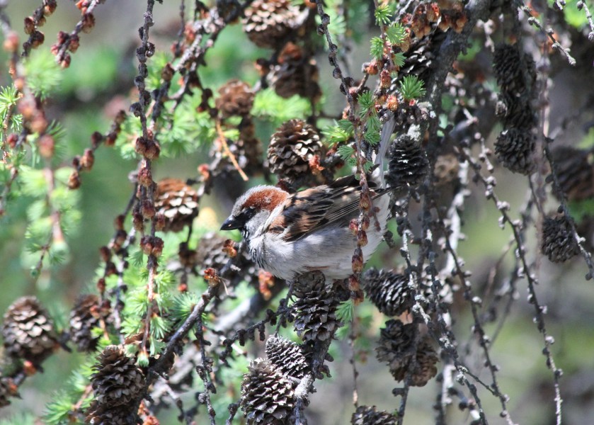 The House Sparrow.  Ignore the sparrow at your peril. 