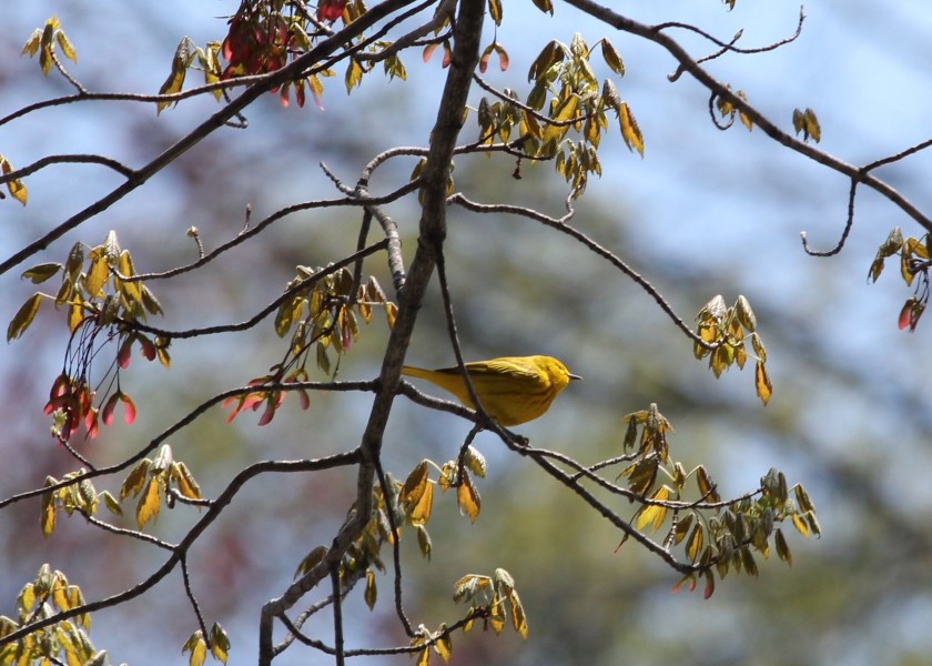 Yellow Warbler.  Because you know, it's pretty yellow.