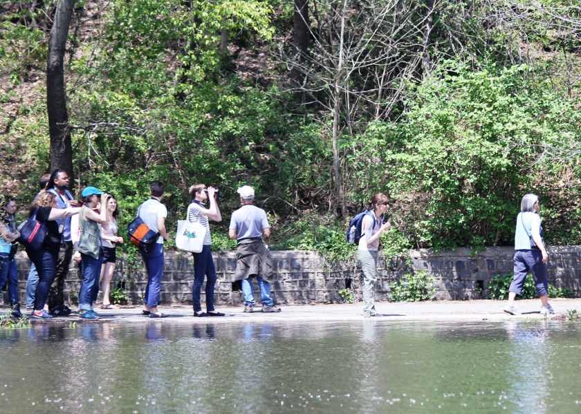 Go over there, these cool Brooklyn birders are probably looking at something cool.  