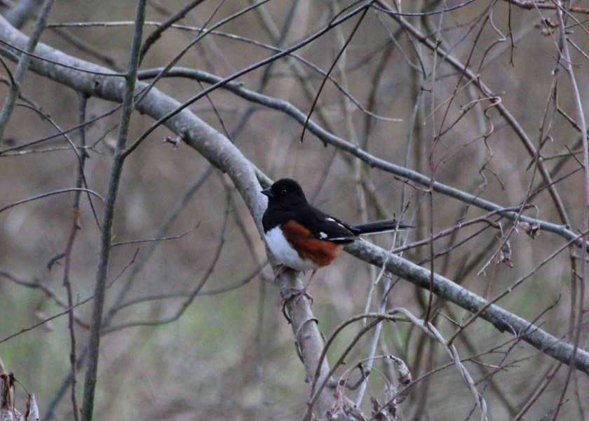 Showy Towhee.