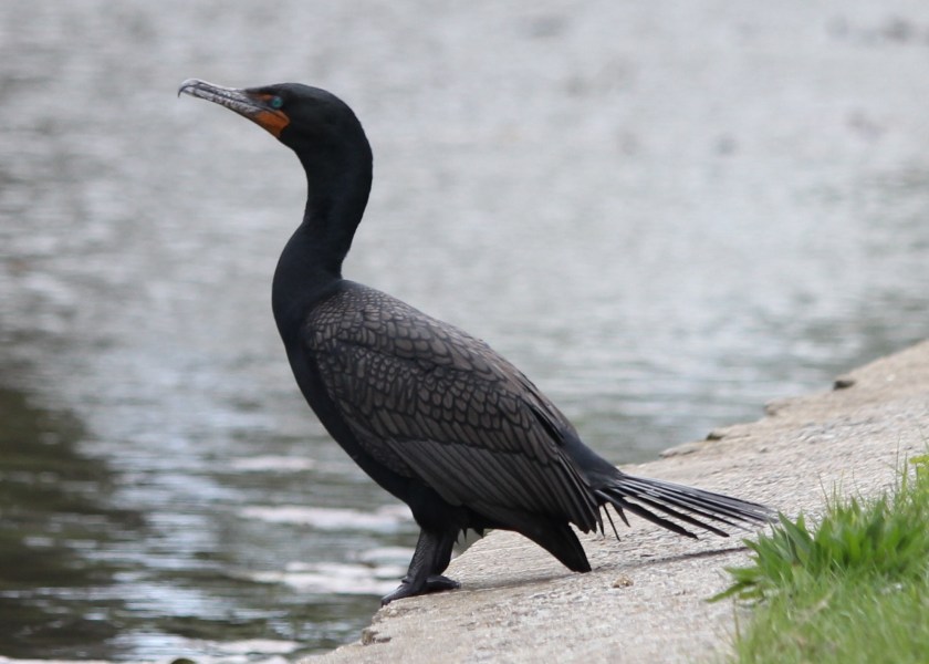 Double-Crested Cormorant