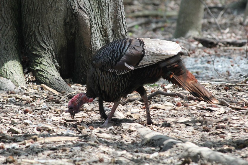 That weird thing hanging from its chest is called a "beard" and it is actually made of feathers. Apparently this attracts the hens, so this must be one hot turkey.