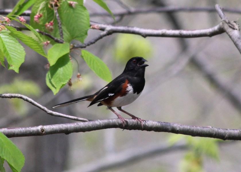 Towhee singing his heart out
