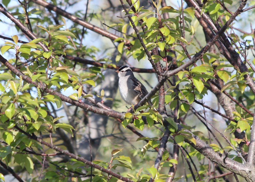 White-Crowned Sparrow