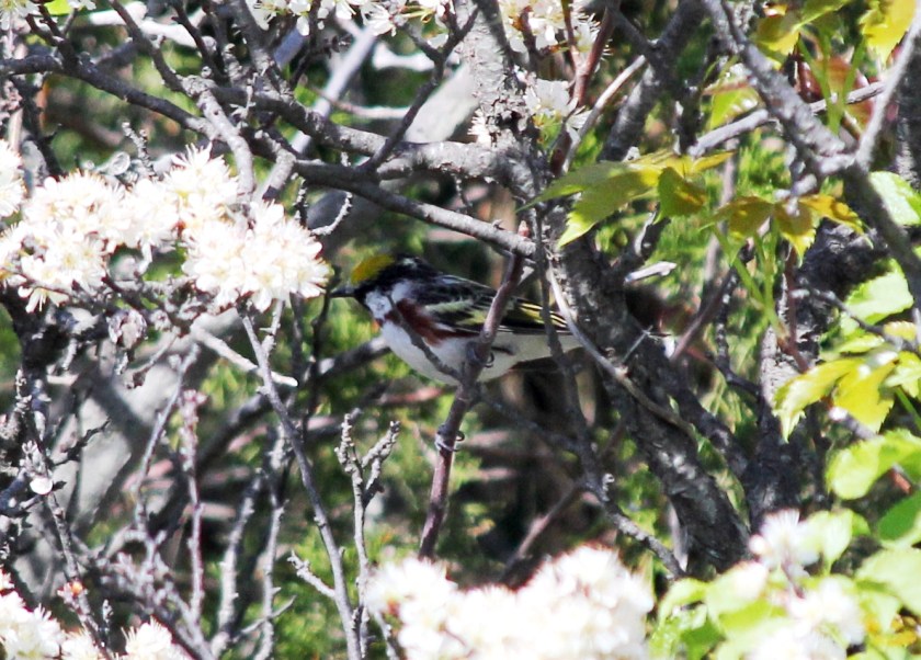 Chestnut-Sided Warbler