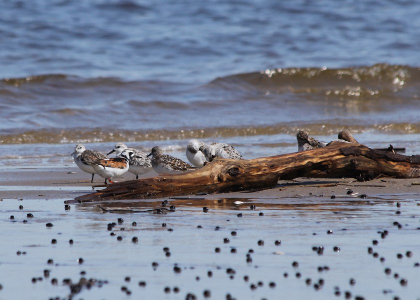 Shorebirds
