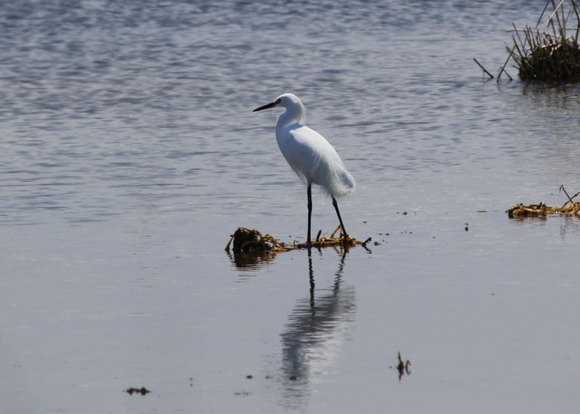 Snowy Egret