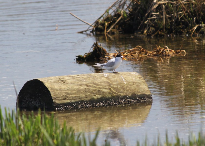 Least Tern