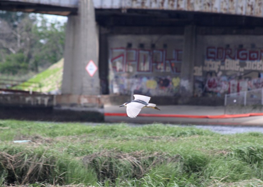 Black-crowned night heron