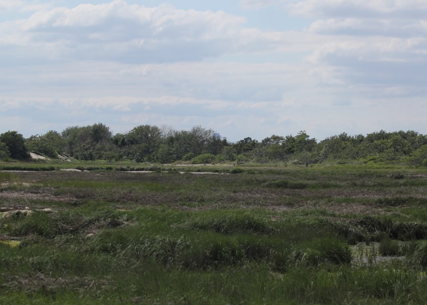 Marsh at Plumb Beach