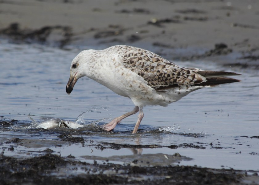 Gull assessing the best way to eat a fish