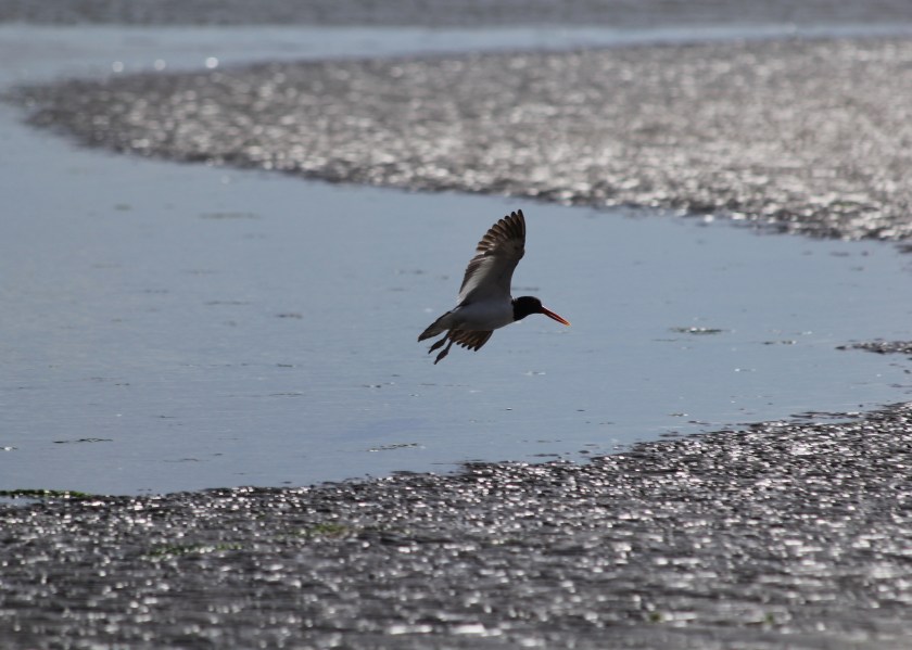 American Oystercatcher coming in for landing