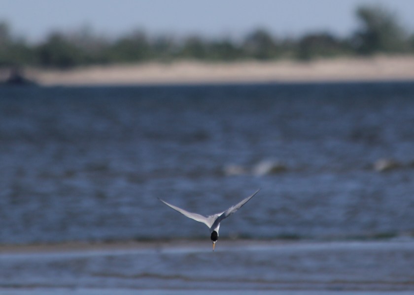 Least Tern diving 