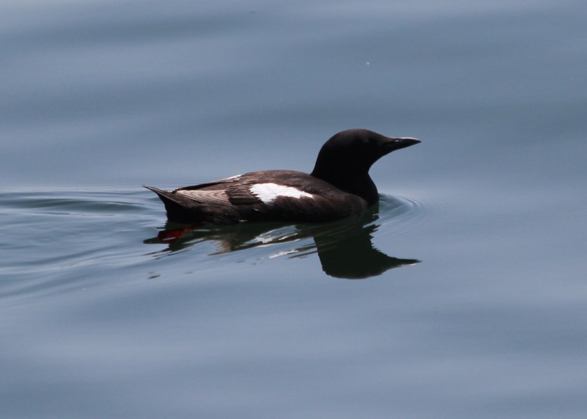 Black Guillemot