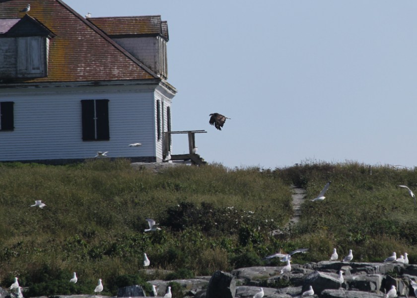 Bald Eagle taking off over Egg Rock.  