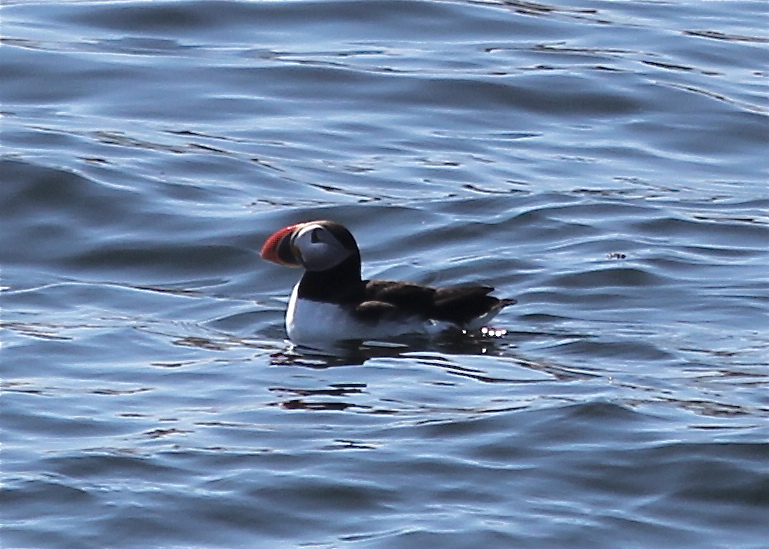 Atlantic Puffin