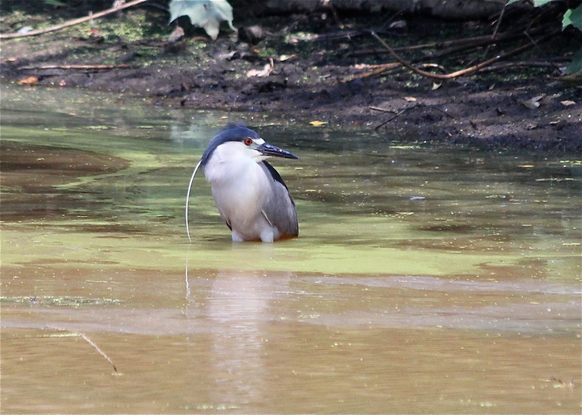 Black-crowned Night Heron