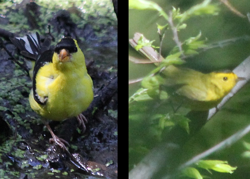 Goldfinch vs Wilson's