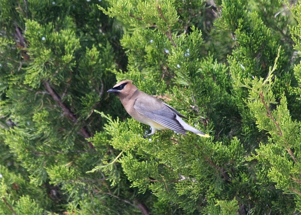 Cedar Waxwing