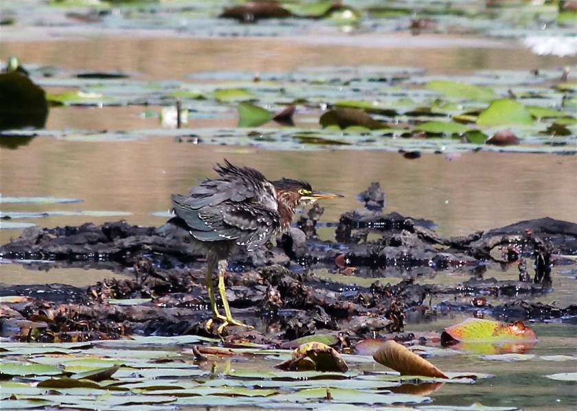  Can you spot the Green Heron at the Valley Water?