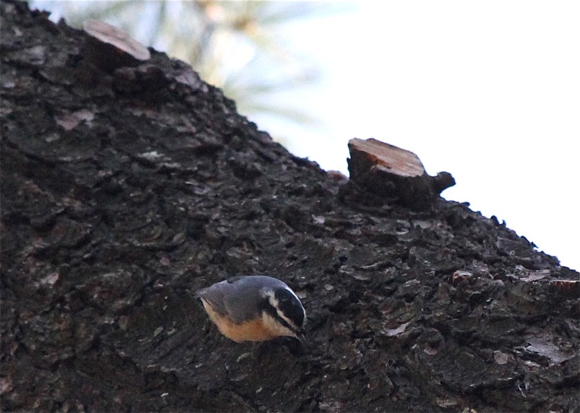 Red-breasted Nuthatch