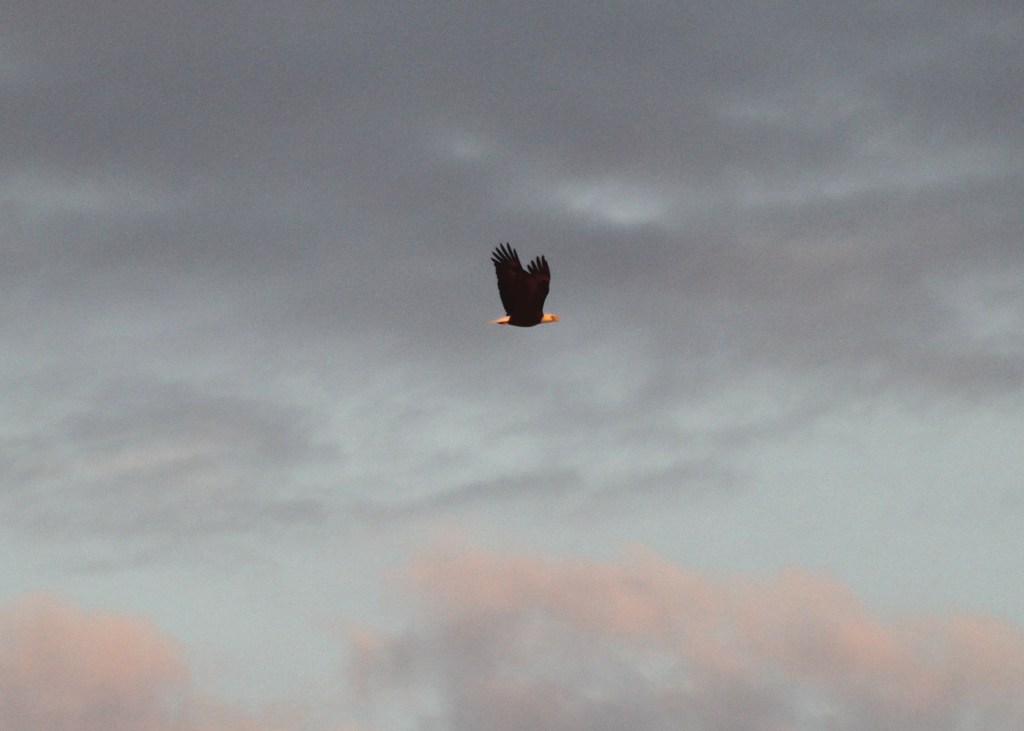 Bald Eagle flying over Higbee Beach
