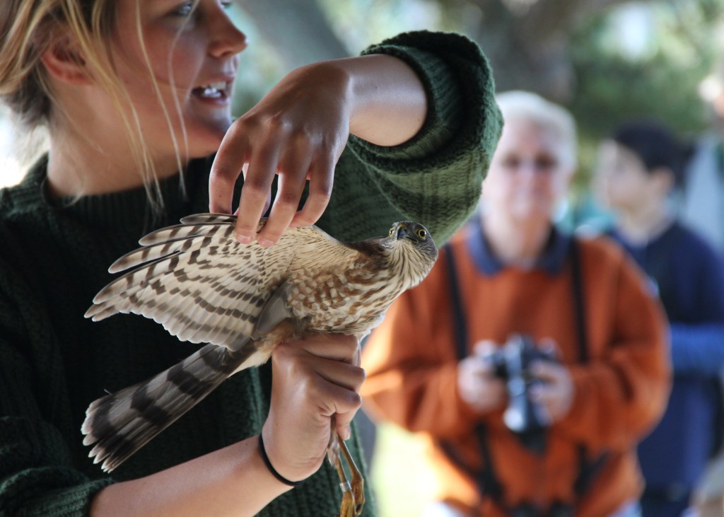 A Sharp-shinned Hawk during a banding demonstration.