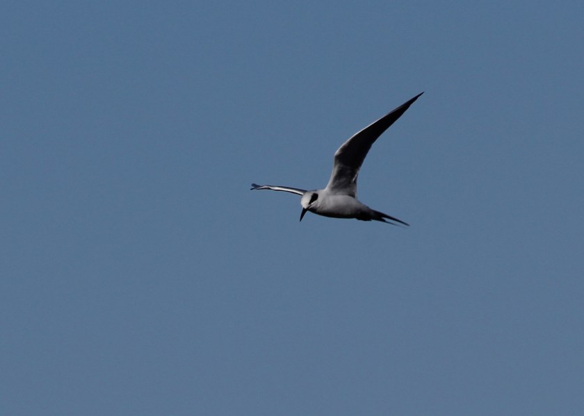 Tern