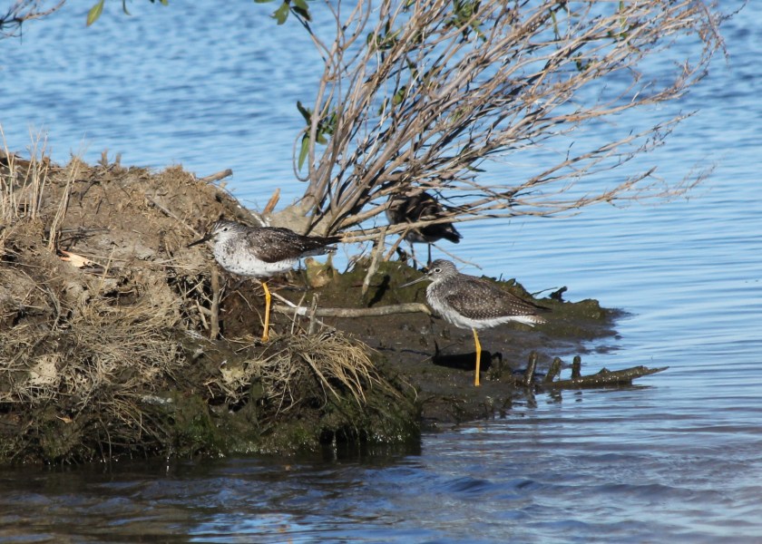 Greater Yellowlegs
