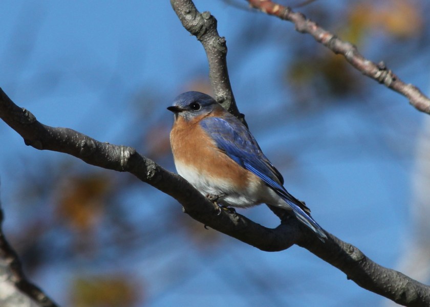 Eastern Bluebird- the state bird of New York!