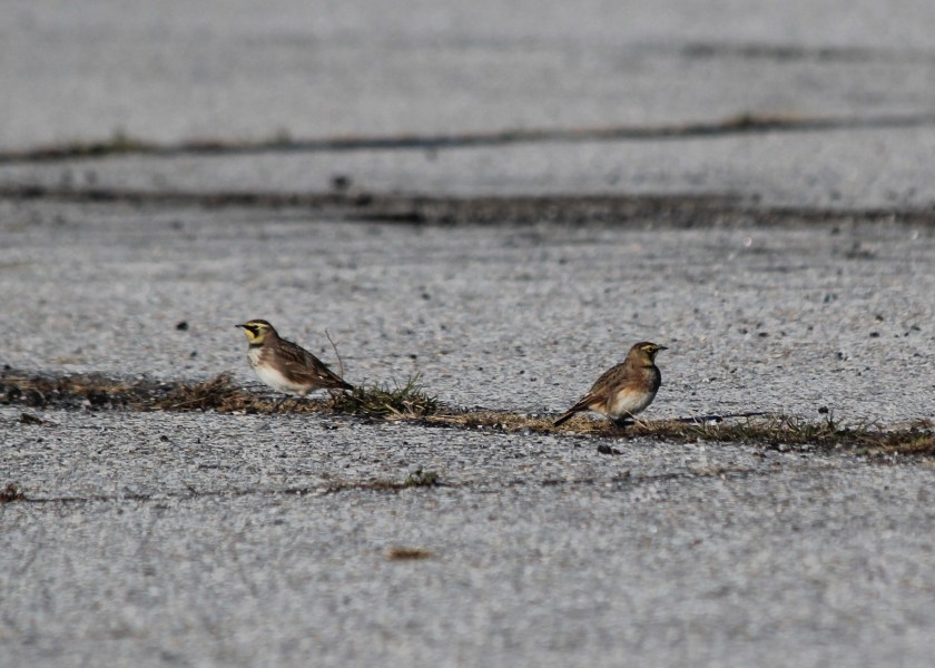 Pair of Horned Larks