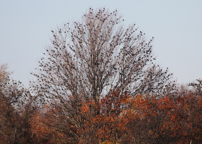 Tree with Starling for leaves.