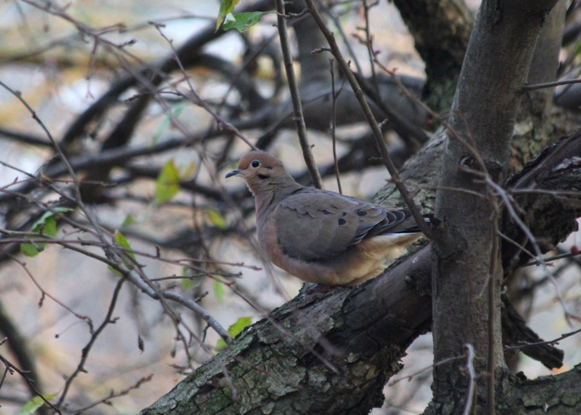 Mourning Dove