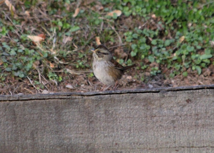 White-throat Sparrow
