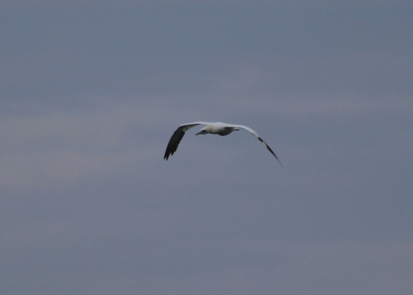 Northern Gannet in flight