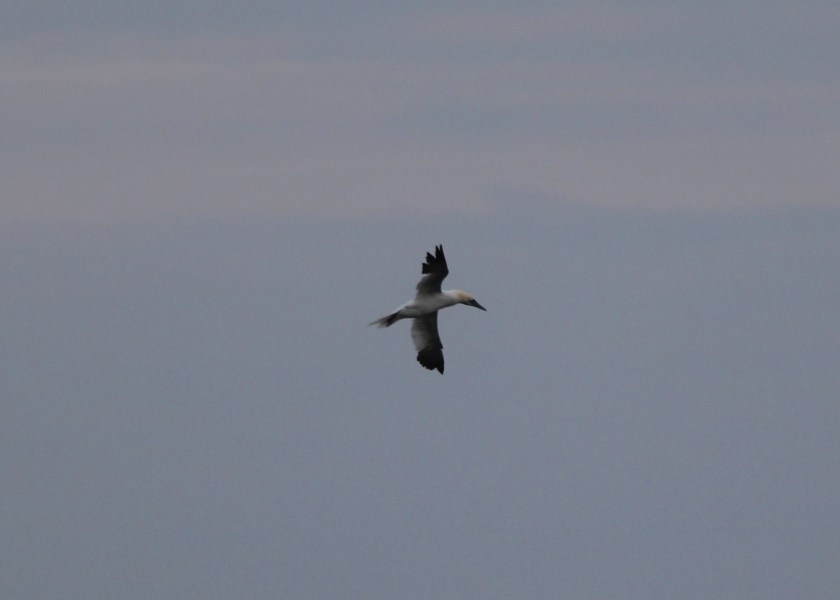 Northern Gannet preparing to dive