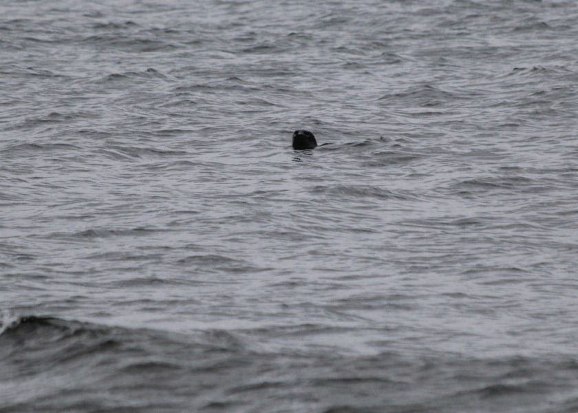 Harbor Seal, they seem to find us as interesting as we find them