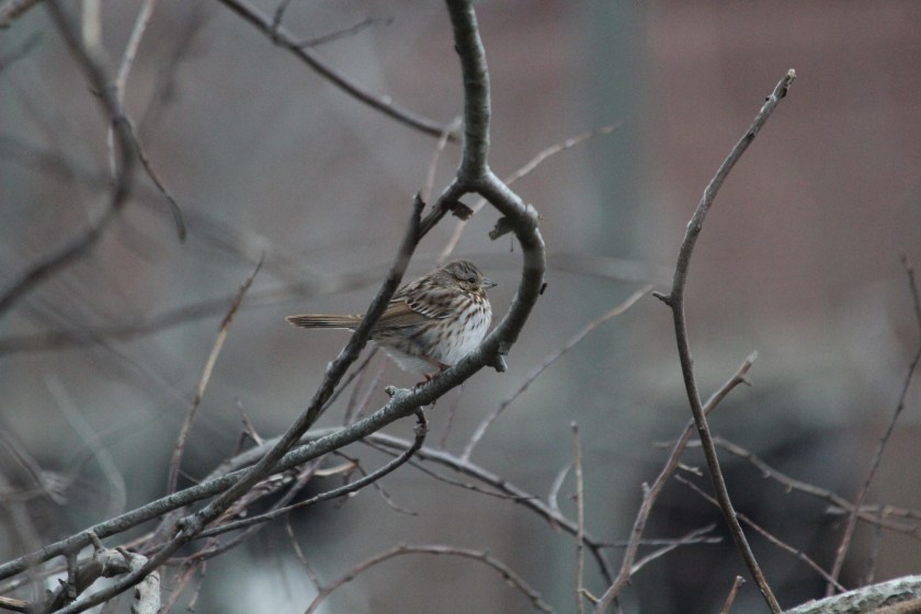 Song Sparrow at Floyd Bennett Field