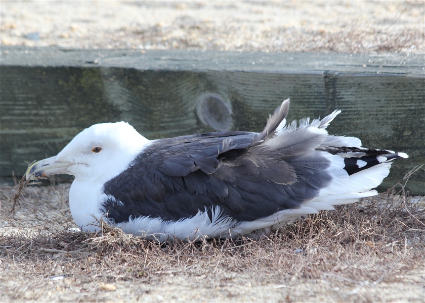 Great Black-backed Gull, sitting in the wind