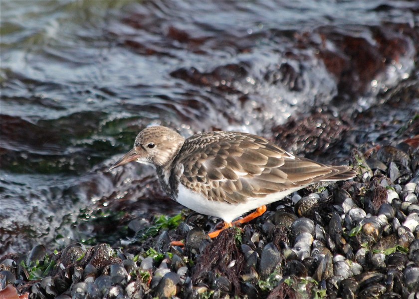 A Ruddy Turnstone.  We nicknamed this one Paul Ruddy Turnstone
