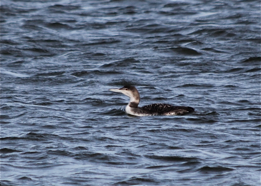 Common Loon in the middle of the inlet